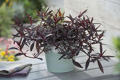 Apex英雄18赛季更新内容有哪些？apex第18赛季复活新活动皮肤汇总